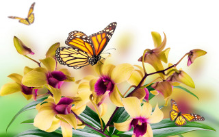 Yellow butterflies flowers insects nature - nature free wallpaper