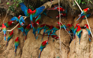 Colorful birds cliff tree branch - colorful bird free wallpaper