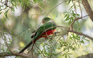 Green red bird tree branch - elizabeth durack free wallpaper