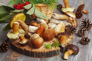 Mushrooms pinecones evergreen berries food - pine free wallpaper