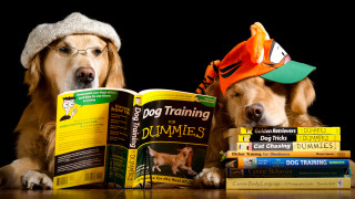 Dogs reading book hats glasses - the table free wallpaper