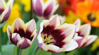 Yellow daisy bokeh blur macro - many free wallpaper