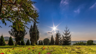 Field trees flowers sun blue - a bright sun in the background free wallpaper