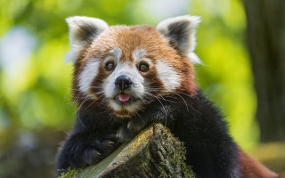 Red panda tongue tree branch 2 - its tongue free wallpaper