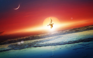 Bird beach sunset moon dreamlike 2 - dreamlike free wallpaper for desktop