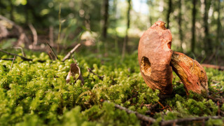 Mossy forest mushroom bokeh bird - a moss free wallpaper