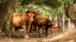 Cows tree fence barrel puzzle - de hirsh margule free wallpaper