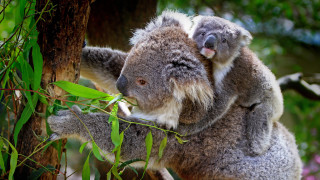 Koala bear branch shoulder australian - a koala bear free wallpaper