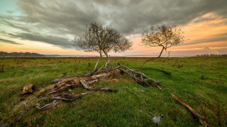 Tree grass field sky clouds - photograph free wallpaper for desktop