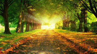 Park path trees sunlight autumn - a path in a park free wallpaper