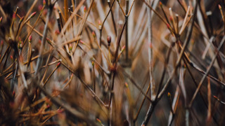 Bird perched branch grass twigs - red flower free wallpaper for desktop