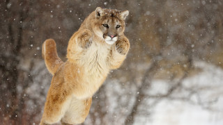 Mountain lion snow jumping animals - paw free wallpaper