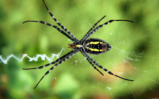 Black yellow spider web forest - female free wallpaper