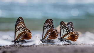 Three butterflies sand ocean blurry 2 - wildlife photography free wallpaper for desktop