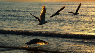 Birds ocean sunset flying beach - over the ocean free wallpaper