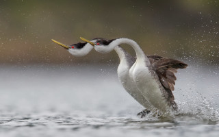 Birds fighting water air photorealistic - their beak free wallpaper