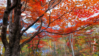 Autumn forest leaves red vivid - choi buk free wallpaper