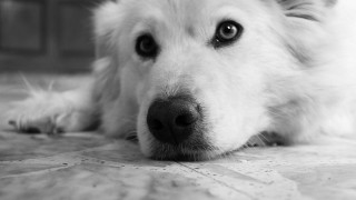 White dog sad look tile - a white dog free wallpaper