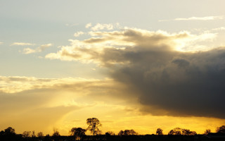 Sunset plane trees crepuscular rays - a sunset behind free wallpaper