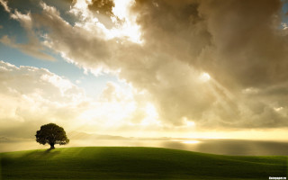 Lone tree grassy hill cloudy 6 - god ray free wallpaper for desktop