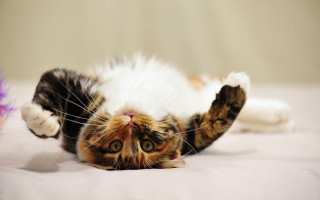 Cat glamor pose bed blurry - its paw free wallpaper for desktop