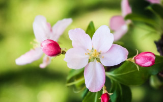Pink flower bokeh daisy lily - a blurry background of trees free wallpaper for desktop
