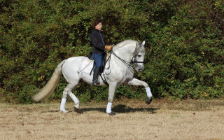 Woman horse field forest bushes - a woman riding free wallpaper