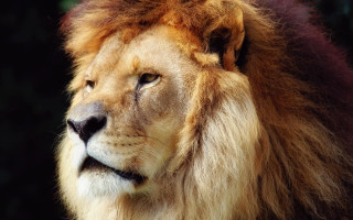 Lion closeup single eye old - single free wallpaper