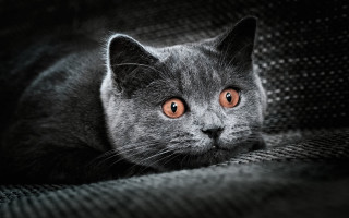 Orange eyed cat sad couch - orange eye free wallpaper