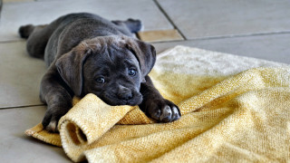 Puppy shiba inu sad towel - a towel free wallpaper