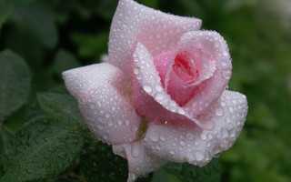 Pink rose water droplets macro 26 - green foliage free wallpaper