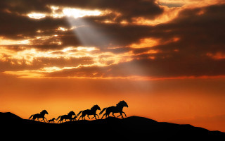 Horses running field sunset backlit - a beam of light free wallpaper