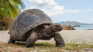 Large turtle beach mountains sky - sandy free wallpaper