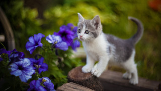 Kitten wood flower bike blurry 2 - a small kitten free wallpaper
