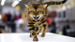 Cat bengal anger tiltshift bokeh - its mouth open free wallpaper