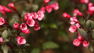 Pink flowers branch bokeh macro - green leaf and a blurry background free wallpaper