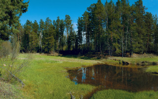 Small pond grassy field trees - a small pond free wallpaper