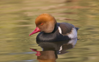 Duck red head swimming water - a red head free wallpaper