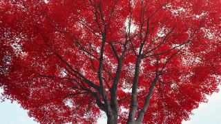 Red tree white sky bench - a bench in the foreground free wallpaper