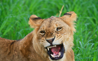 Lion roaring grass wildlife photography - its mouth open free wallpaper for desktop