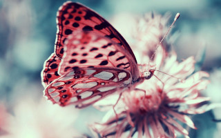 Butterfly flower sunlight macro blurry - free flowers wallpaper
