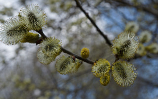 Branch flowers sky trees bokeh - a sky background in the background free wallpaper