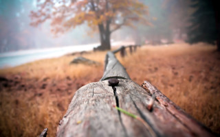 Wooden bench foggy autumn bokeh - the air above free wallpaper