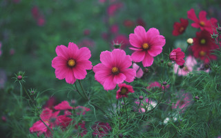 Pink flower field yellow center - choi buk free wallpaper