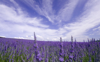 Lavender field blue sky clouds 4 - a field of lavender free wallpaper