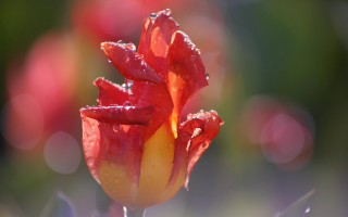 Red yellow flower water droplets 2 - bracha l. ettinger free wallpaper