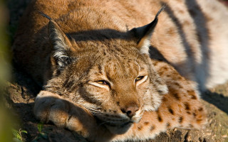 Lynx resting on log in - in the grass free wallpaper