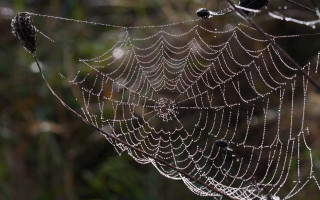 Spider web water droplets forest 2 - a few leaf free wallpaper for desktop