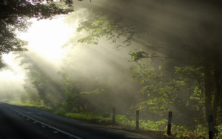 Foggy road trees light nature - a bunch of trees free wallpaper