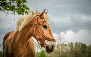 Brown horse field trees cloudy - a brown horse free wallpaper
